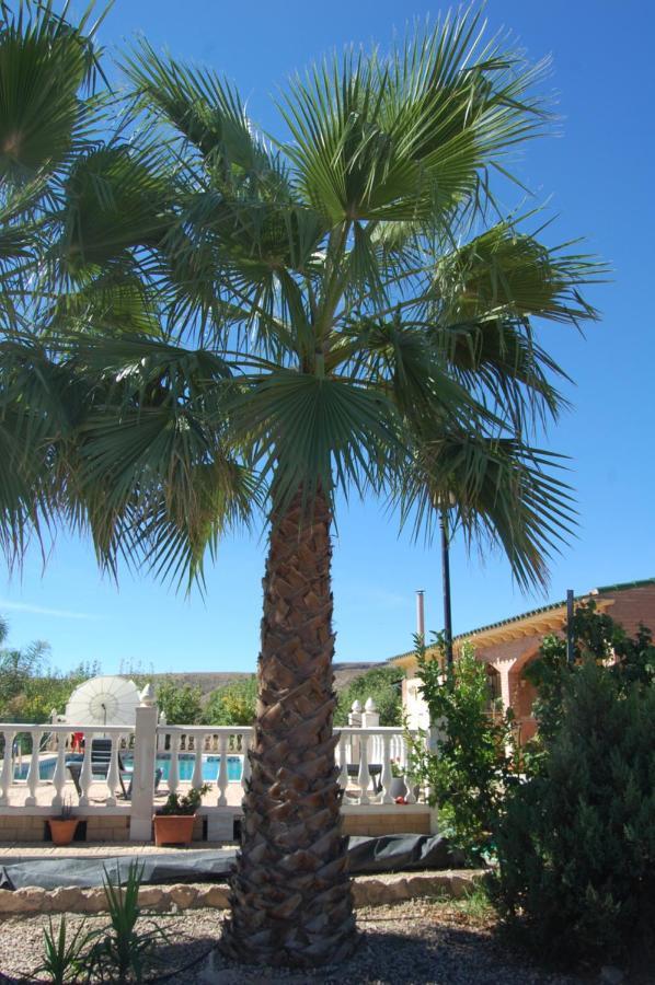 Casa Rural Consuelo Jumilla Bagian luar foto